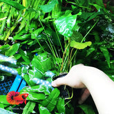 Anubias Barteri Var Barteri Mother Pot